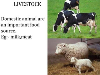 Domestic animal are
an important food
source.
Eg:- milk,meat
LIVESTOCK
 
