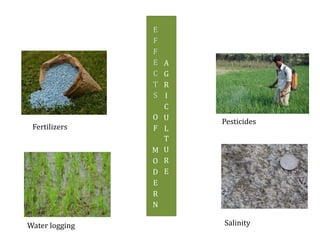 E
F
F
E
C
T
S
O
F
M
O
D
E
R
N
A
G
R
I
C
U
L
T
U
R
E
Salinity
Fertilizers
Pesticides
Water logging
 