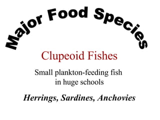 Major Food Species Clupeoid Fishes Small plankton-feeding fish  in huge schools Herrings, Sardines, Anchovies 