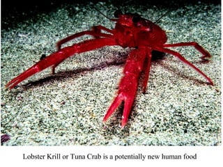 Figure 17.13 Lobster Krill or Tuna Crab is a potentially new human food 