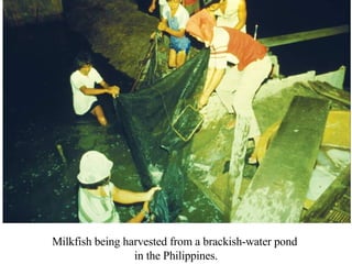 Milkfish being harvested from a brackish-water pond  in the Philippines. 