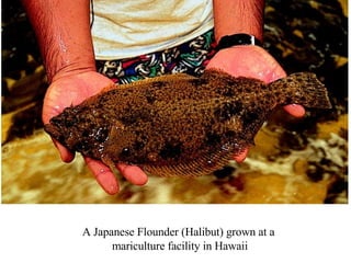 A Japanese Flounder (Halibut) grown at a  mariculture facility in Hawaii 