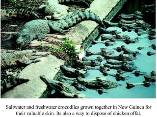 Saltwater and freshwater crocodiles grown together in New Guinea for their valuable skin. Its also a way to dispose of chi...