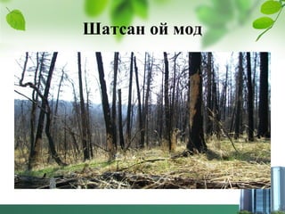 Шатсан ой мод
 