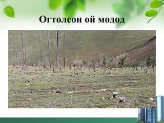 Огтолсон ой модод
 