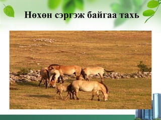 Нөхөн сэргэж байгаа тахь
 