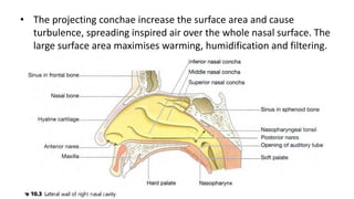 • The projecting conchae increase the surface area and cause
turbulence, spreading inspired air over the whole nasal surface. The
large surface area maximises warming, humidification and filtering.
 