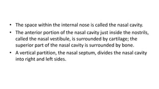 • The space within the internal nose is called the nasal cavity.
• The anterior portion of the nasal cavity just inside the nostrils,
called the nasal vestibule, is surrounded by cartilage; the
superior part of the nasal cavity is surrounded by bone.
• A vertical partition, the nasal septum, divides the nasal cavity
into right and left sides.
 