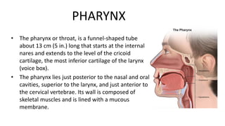 PHARYNX
• The pharynx or throat, is a funnel-shaped tube
about 13 cm (5 in.) long that starts at the internal
nares and extends to the level of the cricoid
cartilage, the most inferior cartilage of the larynx
(voice box).
• The pharynx lies just posterior to the nasal and oral
cavities, superior to the larynx, and just anterior to
the cervical vertebrae. Its wall is composed of
skeletal muscles and is lined with a mucous
membrane.
 