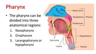 Pharynx
• The pharynx can be
divided into three
anatomical regions:
1. Nasopharynx
2. Oropharynx
3. Laryngopharynx or
hypopharynx
 