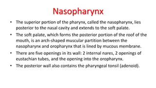 Nasopharynx
• The superior portion of the pharynx, called the nasopharynx, lies
posterior to the nasal cavity and extends to the soft palate.
• The soft palate, which forms the posterior portion of the roof of the
mouth, is an arch-shaped muscular partition between the
nasopharynx and oropharynx that is lined by mucous membrane.
• There are five openings in its wall: 2 internal nares, 2 openings of
eustachian tubes, and the opening into the oropharynx.
• The posterior wall also contains the pharyngeal tonsil (adenoid).
 