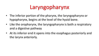 Laryngopharynx
• The inferior portion of the pharynx, the laryngopharynx or
hypopharynx, begins at the level of the hyoid bone.
• Like the oropharynx, the laryngopharynx is both a respiratory
and a digestive pathway
• At its inferior end it opens into the esophagus posteriorly and
the larynx anteriorly.
 