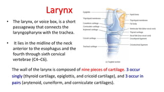 Larynx
• The larynx, or voice box, is a short
passageway that connects the
laryngopharynx with the trachea.
• It lies in the midline of the neck
anterior to the esophagus and the
fourth through sixth cervical
vertebrae (C4–C6).
The wall of the larynx is composed of nine pieces of cartilage. 3 occur
singly (thyroid cartilage, epiglottis, and cricoid cartilage), and 3 occur in
pairs (arytenoid, cuneiform, and corniculate cartilages).
 