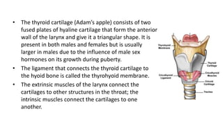 • The thyroid cartilage (Adam’s apple) consists of two
fused plates of hyaline cartilage that form the anterior
wall of the larynx and give it a triangular shape. It is
present in both males and females but is usually
larger in males due to the influence of male sex
hormones on its growth during puberty.
• The ligament that connects the thyroid cartilage to
the hyoid bone is called the thyrohyoid membrane.
• The extrinsic muscles of the larynx connect the
cartilages to other structures in the throat; the
intrinsic muscles connect the cartilages to one
another.
 