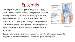 Epiglottis
The epiglottis (epi-over; glottis-tongue) is a large,
‘leaf’ shaped piece of elastic cartilage that is covered
with epithelium. The “stem” of the epiglottis is the
tapered inferior portion that is attached to the
anterior rim of the thyroid cartilage and hyoid bone.
The broad superior “leaf” portion of the epiglottis is
unattached and is free to move up and down like a
trap door.
During swallowing, the pharynx and larynx rise. Elevation of the larynx causes the
epiglottis to move down and form a lid over the glottis, closing it off.
 