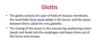 Glottis
• The glottis consists of a pair of folds of mucous membrane,
the vocal folds (true vocal cords) in the larynx, and the space
between them called the rima glottidis.
• The closing of the larynx in this way during swallowing routes
liquids and foods into the esophagus and keeps them out of
the larynx and airways.
 
