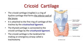Cricoid Cartilage
• The cricoid cartilage (ringlike) is a ring of
hyaline cartilage that forms the inferior wall of
the larynx.
• It is attached to the first ring of cartilage of the
trachea by the cricotracheal ligament.
• The thyroid cartilage is connected to the
cricoid cartilage by the cricothyroid ligament.
• The cricoid cartilage is the landmark for
making an emergency airway called a
tracheotomy
 