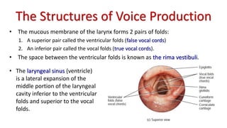 The Structures of Voice Production
• The mucous membrane of the larynx forms 2 pairs of folds:
1. A superior pair called the ventricular folds (false vocal cords)
2. An inferior pair called the vocal folds (true vocal cords).
• The space between the ventricular folds is known as the rima vestibuli.
• The laryngeal sinus (ventricle)
is a lateral expansion of the
middle portion of the laryngeal
cavity inferior to the ventricular
folds and superior to the vocal
folds.
 
