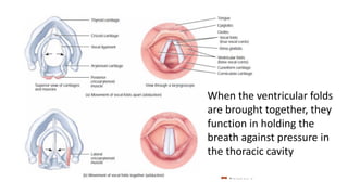 When the ventricular folds
are brought together, they
function in holding the
breath against pressure in
the thoracic cavity
 