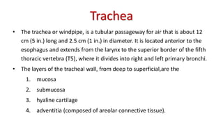 Trachea
• The trachea or windpipe, is a tubular passageway for air that is about 12
cm (5 in.) long and 2.5 cm (1 in.) in diameter. It is located anterior to the
esophagus and extends from the larynx to the superior border of the fifth
thoracic vertebra (T5), where it divides into right and left primary bronchi.
• The layers of the tracheal wall, from deep to superficial,are the
1. mucosa
2. submucosa
3. hyaline cartilage
4. adventitia (composed of areolar connective tissue).
 