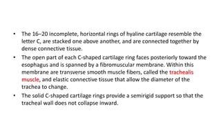 • The 16–20 incomplete, horizontal rings of hyaline cartilage resemble the
letter C, are stacked one above another, and are connected together by
dense connective tissue.
• The open part of each C-shaped cartilage ring faces posteriorly toward the
esophagus and is spanned by a fibromuscular membrane. Within this
membrane are transverse smooth muscle fibers, called the trachealis
muscle, and elastic connective tissue that allow the diameter of the
trachea to change.
• The solid C-shaped cartilage rings provide a semirigid support so that the
tracheal wall does not collapse inward.
 