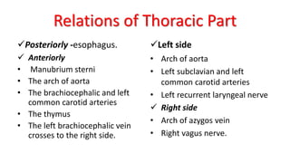 Relations of Thoracic Part
✓Posteriorly -esophagus.
✓ Anteriorly
• Manubrium sterni
• The arch of aorta
• The brachiocephalic and left
common carotid arteries
• The thymus
• The left brachiocephalic vein
crosses to the right side.
✓Left side
• Arch of aorta
• Left subclavian and left
common carotid arteries
• Left recurrent laryngeal nerve
✓ Right side
• Arch of azygos vein
• Right vagus nerve.
 