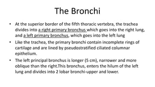 The Bronchi
• At the superior border of the fifth thoracic vertebra, the trachea
divides into a right primary bronchus which goes into the right lung,
and a left primary bronchus, which goes into the left lung
• Like the trachea, the primary bronchi contain incomplete rings of
cartilage and are lined by pseudostratified ciliated columnar
epithelium.
• The left principal bronchus is longer (5 cm), narrower and more
oblique than the right.This bronchus, enters the hilum of the left
lung and divides into 2 lobar bronchi-upper and lower.
 