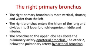 The right primary bronchus
• The right primary bronchus is more vertical, shorter,
and wider than the left.
• The right bronchus enters the hilum of the lung and
divides into 3 lobar bronchi-superior, middle and
inferior.
• The bronchus to the upper lobe lies above the
pulmonary artery-eparterial bronchus. The other 2,
below the pulmonary artery-hyparterial bronchus.
 