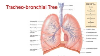 Tracheo-bronchial Tree
 