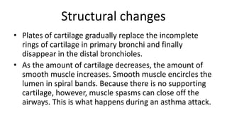 Structural changes
• Plates of cartilage gradually replace the incomplete
rings of cartilage in primary bronchi and finally
disappear in the distal bronchioles.
• As the amount of cartilage decreases, the amount of
smooth muscle increases. Smooth muscle encircles the
lumen in spiral bands. Because there is no supporting
cartilage, however, muscle spasms can close off the
airways. This is what happens during an asthma attack.
 