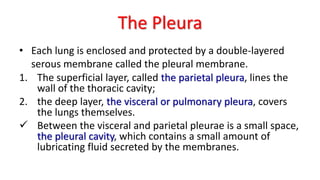 The Pleura
• Each lung is enclosed and protected by a double-layered
serous membrane called the pleural membrane.
1. The superficial layer, called the parietal pleura, lines the
wall of the thoracic cavity;
2. the deep layer, the visceral or pulmonary pleura, covers
the lungs themselves.
✓ Between the visceral and parietal pleurae is a small space,
the pleural cavity, which contains a small amount of
lubricating fluid secreted by the membranes.
 