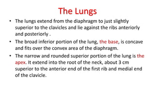 The Lungs
• The lungs extend from the diaphragm to just slightly
superior to the clavicles and lie against the ribs anteriorly
and posteriorly .
• The broad inferior portion of the lung, the base, is concave
and fits over the convex area of the diaphragm.
• The narrow and rounded superior portion of the lung is the
apex. It extend into the root of the neck, about 3 cm
superior to the anterior end of the first rib and medial end
of the clavicle.
 