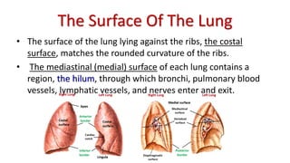 The Surface Of The Lung
• The surface of the lung lying against the ribs, the costal
surface, matches the rounded curvature of the ribs.
• The mediastinal (medial) surface of each lung contains a
region, the hilum, through which bronchi, pulmonary blood
vessels, lymphatic vessels, and nerves enter and exit.
 