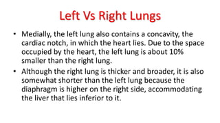 Left Vs Right Lungs
• Medially, the left lung also contains a concavity, the
cardiac notch, in which the heart lies. Due to the space
occupied by the heart, the left lung is about 10%
smaller than the right lung.
• Although the right lung is thicker and broader, it is also
somewhat shorter than the left lung because the
diaphragm is higher on the right side, accommodating
the liver that lies inferior to it.
 