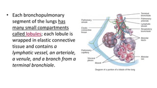 • Each bronchopulmonary
segment of the lungs has
many small compartments
called lobules; each lobule is
wrapped in elastic connective
tissue and contains a
lymphatic vessel, an arteriole,
a venule, and a branch from a
terminal bronchiole.
 