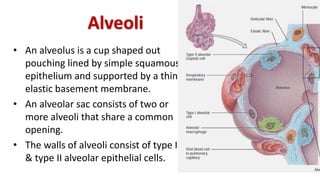 Alveoli
• An alveolus is a cup shaped out
pouching lined by simple squamous
epithelium and supported by a thin
elastic basement membrane.
• An alveolar sac consists of two or
more alveoli that share a common
opening.
• The walls of alveoli consist of type I
& type II alveolar epithelial cells.
 