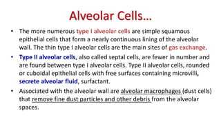 Alveolar Cells…
• The more numerous type I alveolar cells are simple squamous
epithelial cells that form a nearly continuous lining of the alveolar
wall. The thin type I alveolar cells are the main sites of gas exchange.
• Type II alveolar cells, also called septal cells, are fewer in number and
are found between type I alveolar cells. Type II alveolar cells, rounded
or cuboidal epithelial cells with free surfaces containing microvilli,
secrete alveolar fluid, surfactant.
• Associated with the alveolar wall are alveolar macrophages (dust cells)
that remove fine dust particles and other debris from the alveolar
spaces.
 