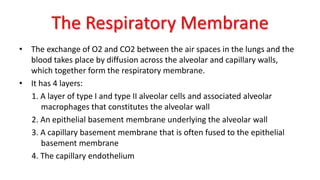The Respiratory Membrane
• The exchange of O2 and CO2 between the air spaces in the lungs and the
blood takes place by diffusion across the alveolar and capillary walls,
which together form the respiratory membrane.
• It has 4 layers:
1. A layer of type I and type II alveolar cells and associated alveolar
macrophages that constitutes the alveolar wall
2. An epithelial basement membrane underlying the alveolar wall
3. A capillary basement membrane that is often fused to the epithelial
basement membrane
4. The capillary endothelium
 