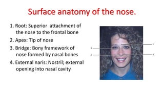 Surface anatomy of the nose.
1. Root: Superior attachment of
the nose to the frontal bone
2. Apex: Tip of nose
3. Bridge: Bony framework of
nose formed by nasal bones
4. External naris: Nostril; external
opening into nasal cavity
 