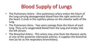 Blood Supply of Lungs
• The Pulmonary Artery - One pulmonary artery enters the hilum of
the lung carrying deoxygenated blood from the right ventricle of
the heart; it ends in the capillary plexus on the alveolar walls of the
lung.
• The Pulmonary Veins - Two veins emerge from the hilum of each
lung. They carry oxygenated blood from the lung and empty into
the left atrium.
• The Bronchial Artery - This artery may arise from the thoracic aorta
or one of the posterior intercostal arteries. It supplies the bronchial
tree (as far as the respiratory bronchioles).
 