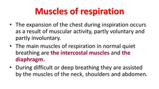 Muscles of respiration
• The expansion of the chest during inspiration occurs
as a result of muscular activity, partly voluntary and
partly involuntary.
• The main muscles of respiration in normal quiet
breathing are the intercostal muscles and the
diaphragm.
• During difficult or deep breathing they are assisted
by the muscles of the neck, shoulders and abdomen.
 