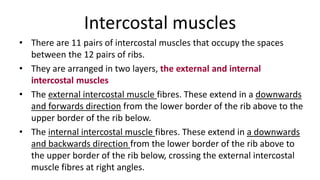 Intercostal muscles
• There are 11 pairs of intercostal muscles that occupy the spaces
between the 12 pairs of ribs.
• They are arranged in two layers, the external and internal
intercostal muscles
• The external intercostal muscle fibres. These extend in a downwards
and forwards direction from the lower border of the rib above to the
upper border of the rib below.
• The internal intercostal muscle fibres. These extend in a downwards
and backwards direction from the lower border of the rib above to
the upper border of the rib below, crossing the external intercostal
muscle fibres at right angles.
 