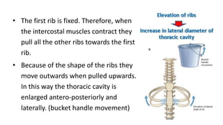 • The first rib is fixed. Therefore, when
the intercostal muscles contract they
pull all the other ribs towards the first
rib.
• Because of the shape of the ribs they
move outwards when pulled upwards.
In this way the thoracic cavity is
enlarged antero-posteriorly and
laterally. (bucket handle movement)
 