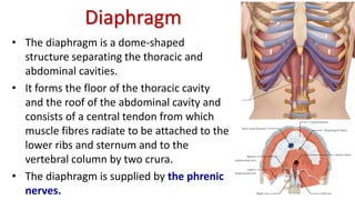 Diaphragm
• The diaphragm is a dome-shaped
structure separating the thoracic and
abdominal cavities.
• It forms the floor of the thoracic cavity
and the roof of the abdominal cavity and
consists of a central tendon from which
muscle fibres radiate to be attached to the
lower ribs and sternum and to the
vertebral column by two crura.
• The diaphragm is supplied by the phrenic
nerves.
 