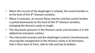 • When the muscle of the diaphragm is relaxed, the central tendon is
at the level of the 8th thoracic vertebra.
• When it contracts, its muscle fibres shorten and the central tendon
is pulled downwards to the level of the 9th thoracic vertebra,
enlarging the thoracic cavity in length.
• This decreases pressure in the thoracic cavity and increases it in the
abdominal and pelvic cavities.
• The intercostal muscles and the diaphragm contract simultaneously
ensuring the enlargement of the thoracic cavity in all directions,
that is from back to front, side to side and top to bottom.
 