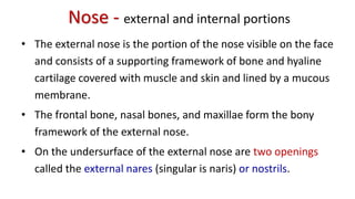 Nose - external and internal portions
• The external nose is the portion of the nose visible on the face
and consists of a supporting framework of bone and hyaline
cartilage covered with muscle and skin and lined by a mucous
membrane.
• The frontal bone, nasal bones, and maxillae form the bony
framework of the external nose.
• On the undersurface of the external nose are two openings
called the external nares (singular is naris) or nostrils.
 