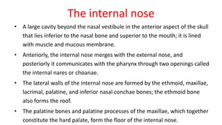 The internal nose
• A large cavity beyond the nasal vestibule in the anterior aspect of the skull
that lies inferior to the nasal bone and superior to the mouth; it is lined
with muscle and mucous membrane.
• Anteriorly, the internal nose merges with the external nose, and
posteriorly it communicates with the pharynx through two openings called
the internal nares or choanae.
• The lateral walls of the internal nose are formed by the ethmoid, maxillae,
lacrimal, palatine, and inferior nasal conchae bones; the ethmoid bone
also forms the roof.
• The palatine bones and palatine processes of the maxillae, which together
constitute the hard palate, form the floor of the internal nose.
 