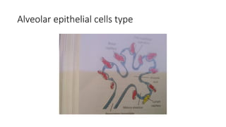 The embryology of the Respiratory System revised.pptx