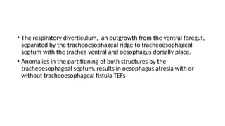 Ventral Ridging The embryology of the Respiratory System revised.pptx