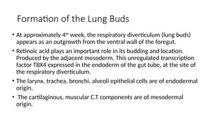 The embryology of the Respiratory System revised.pptx